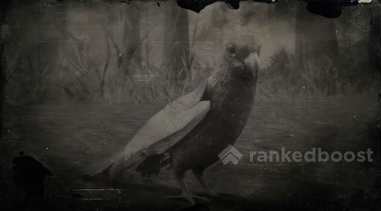 Red Dead Redemption 2 Parakeet